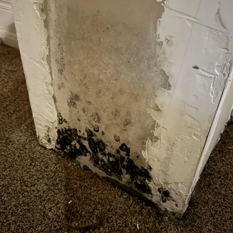 Professional Mold Removal in Brownsville, TN